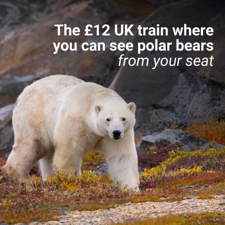 The £12 UK train where you can see polar bears from your seat