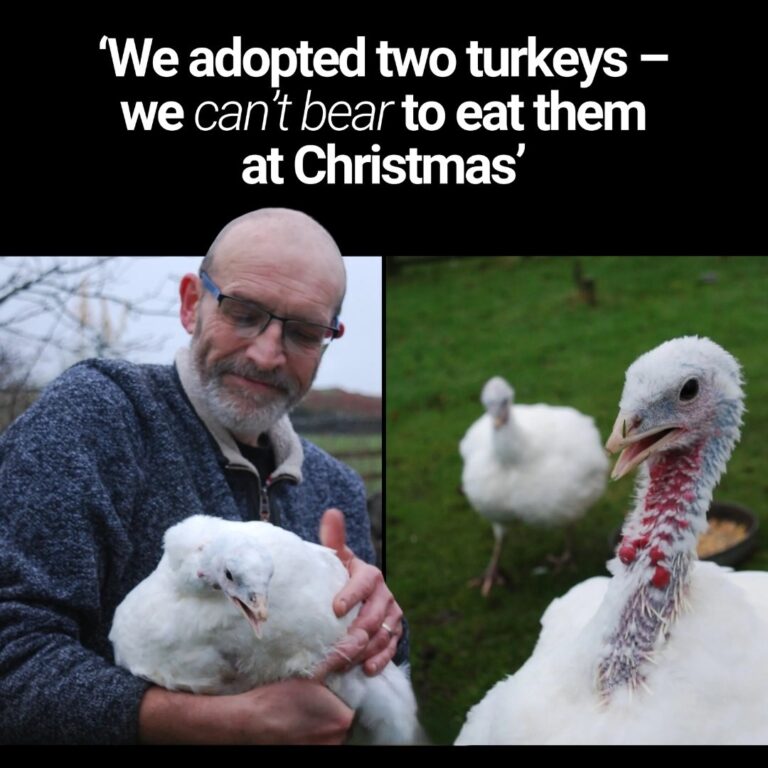 We adopted two turkeys – we can’t bear to eat them at Christmas