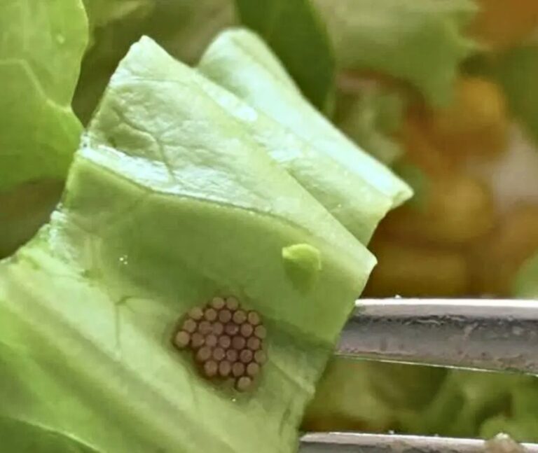 What She Discovered After Mistaking Something for Quinoa