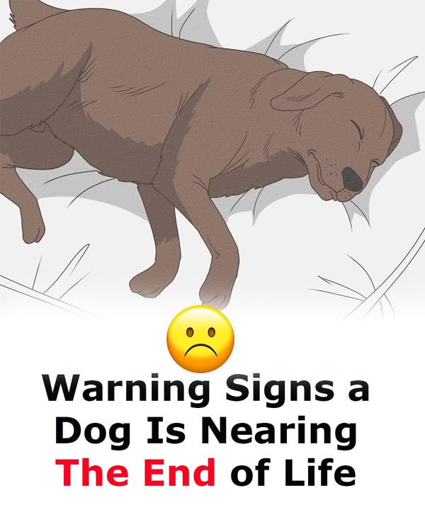 11 signs your dog is nearing the end