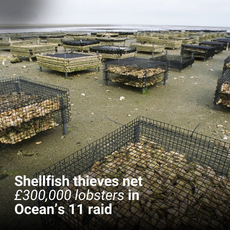 Shellfish thieves net £300,000 lobsters in Ocean’s 11 raid
