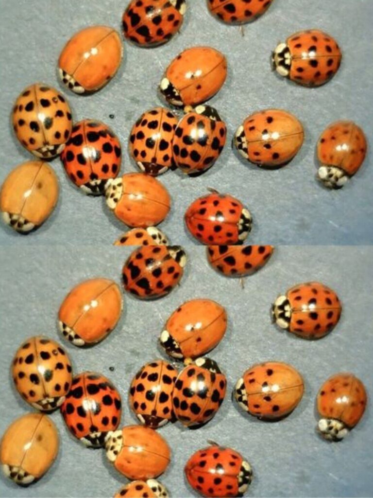 Yellow Ladybug Meaning: Luck, Science, and Symbolism Explained