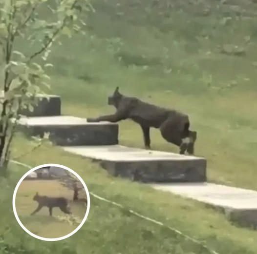 Shadow in the Snow The Rare Lynx That Reminded the World Nature Still Has Secrets