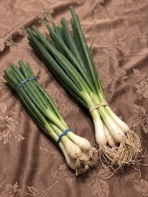 Scallions, Green Onions, Spring Onions, and Chives: A Simple Guide