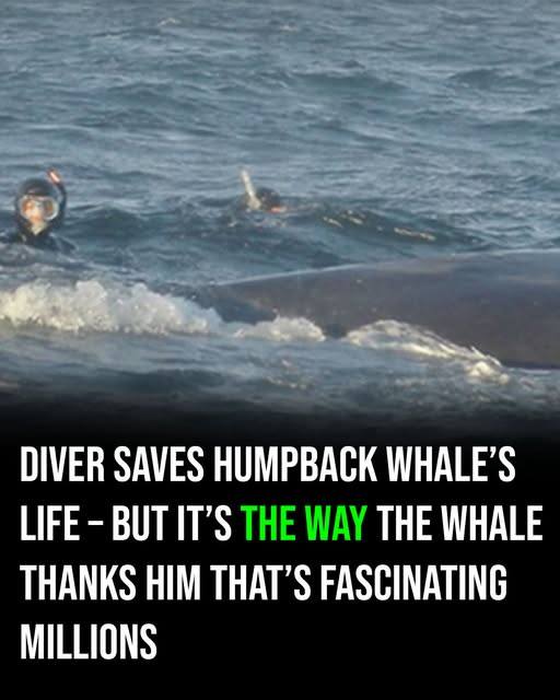 A Diver Saves a Humpback Whale, but What the Whale Does Next Amazes Millions