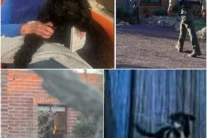 INSTINCT AND TRAGEDY: Nancy’s loyal dog breaks free, runs 5 kilometers toward the Rillito River — officers are left stunned when they find it frantically digging at a freshly covered patch of earth