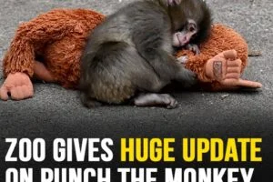 Zoo Shares New Update on Punch the Baby Monkey After Online Concerns
