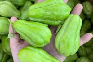 Doctors reveal that eating chayote causes ….