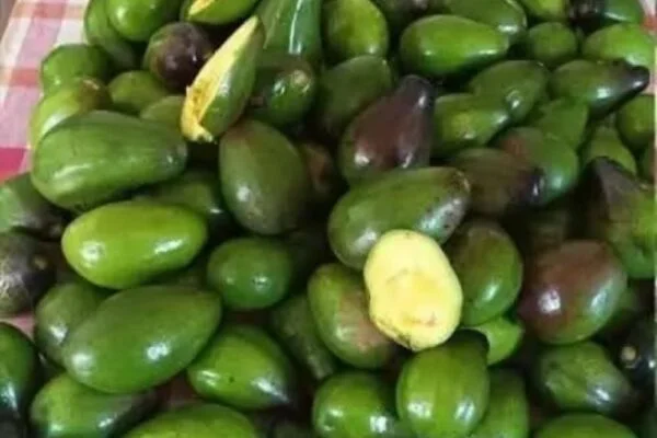 Doctors reveal that eating avocado causes…