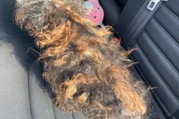 Hidden Beneath the Matted Fur