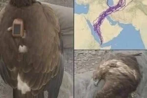 Scientists Tracked an Eagle for 20 Years—What They Learned