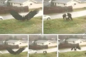 LEGENDARY BEAST DISCOVERED Why A Colossal Giant Eagle Captured Near The Texas Border Is Defying Science And Shocking The World