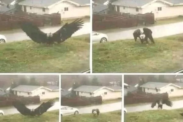 LEGENDARY BEAST DISCOVERED Why A Colossal Giant Eagle Captured Near The Texas Border Is Defying Science And Shocking The World