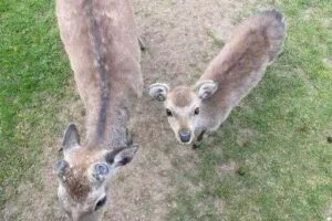 BEYOND THE VEIL Why These Mysterious Deer Left A Cryptic Gift At My Doorstep And The Terrifying Secret Now Haunting My Every Move