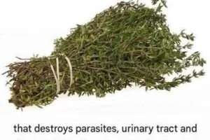 THE MOST POTENT HERB THAT!