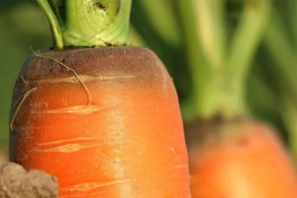 Benefits and contraindications of eating carrots…